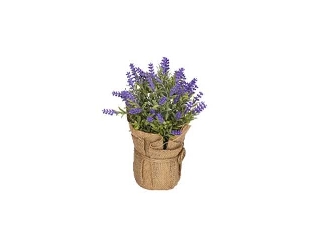 LAVANDA U JUTI